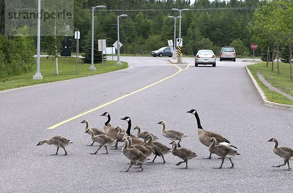 Kanadagans (Branta Canadensis) Adult Elternteil mit jungen Gänseküken beim Überqueren der Straße. Thunder Bay Bezirkskrankenhaus Begründung Thunder Bay  Ontario  Kanada. Kanada.