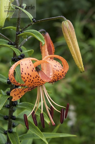 Tiger-Lilie (Lilium SP.) in voller Blüte mit Samenstände auf Pirsch. Ergebnis Pflanzenanatomie. Ontario. Kanada.