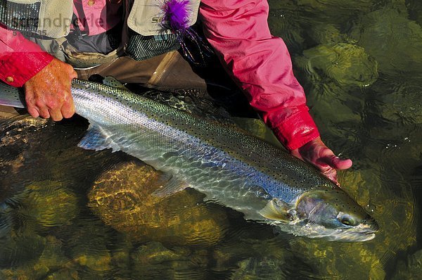 Man Falten Fisch  Dean River  British Columbia  Kanada