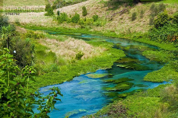 Mann Fliegenfischen  Waihou River  North Island  Neuseeland