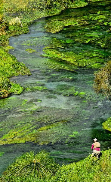 Mann Fliegenfischen  Waihou River  Spring Creek  Nordinsel Neuseeland