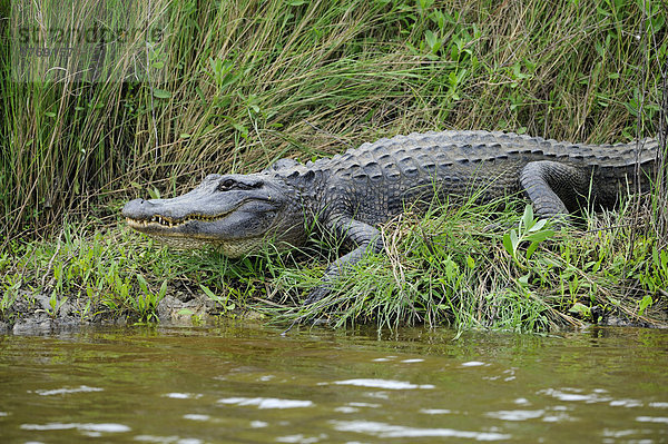 Alligator am Brazos Bend State Park  Texas  Vereinigte Staaten von Amerika