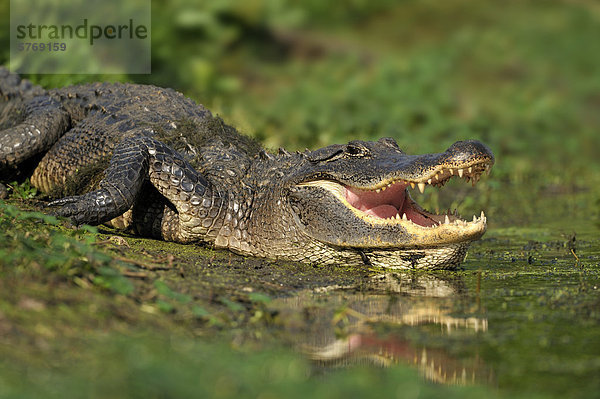 Alligator am Brazos Bend State Park  Texas  Vereinigte Staaten von Amerika