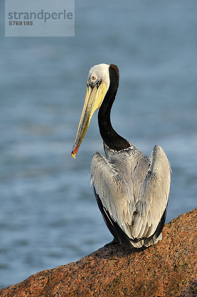 Brown Pelican (Pelecanus Occidentalis) auf felsigen Küste bei Port Aransas  Texas  Vereinigte Staaten