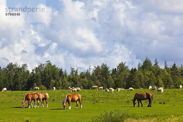 Pferde und Schafe  Onslow  Nova Scotia  Kanada