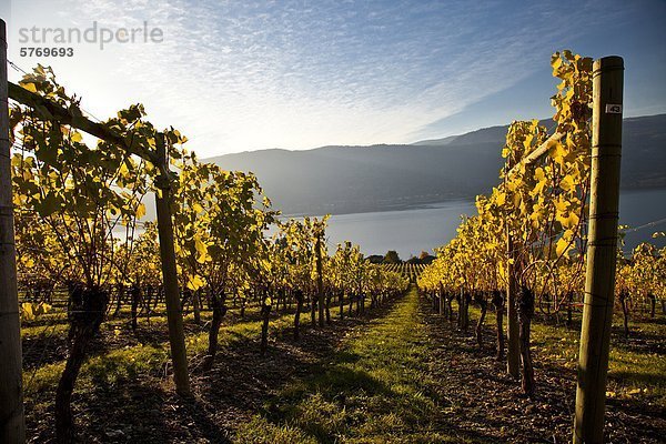 Weinberg in grauen Mönch Estate Winery  Okanagan Valley  British Columbia  Kanada.