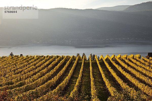 Weinberg und Okanagan Lake  Okanagan Valley  British Columbia  Kanada.