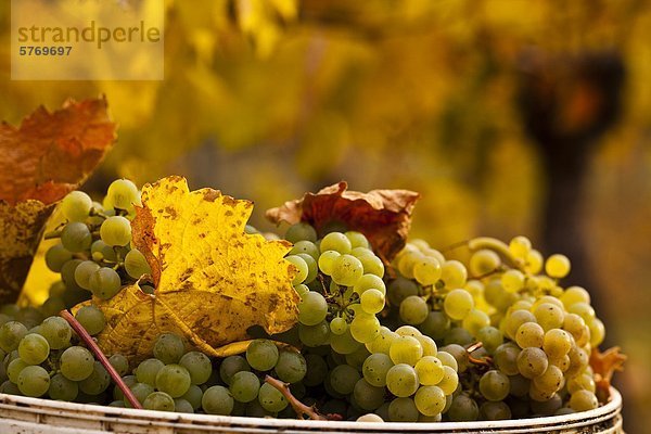 Geernteten Gewürztraminer-Trauben erwarten Kommissionierung bis in Weingarten  Okanagan Valley  British Columbia  Kanada.