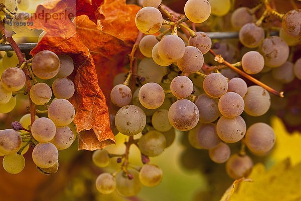 Viognier Trauben am Weinstock bei Herbsternte  Okanagan Valley  British Columbia  Kanada.