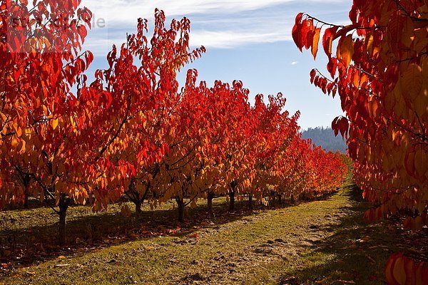 Birne Obstgarten und im Herbst  Okanagan Valley  British Columbia  Kanada.