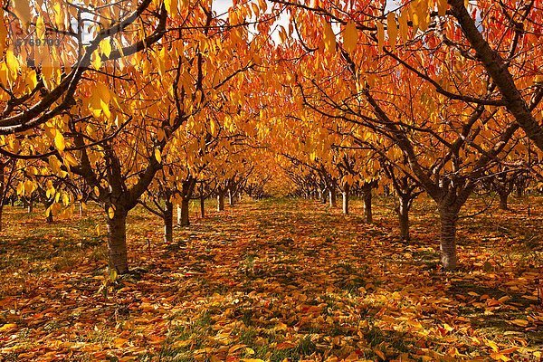 Birne Obstgarten und im Herbst  Okanagan Valley  British Columbia  Kanada.