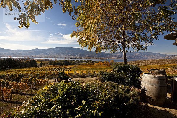 Weinberg im NK'MIP Resort and Winery  Osoyoos  Okanagan Valley  British Columbia  Kanada.