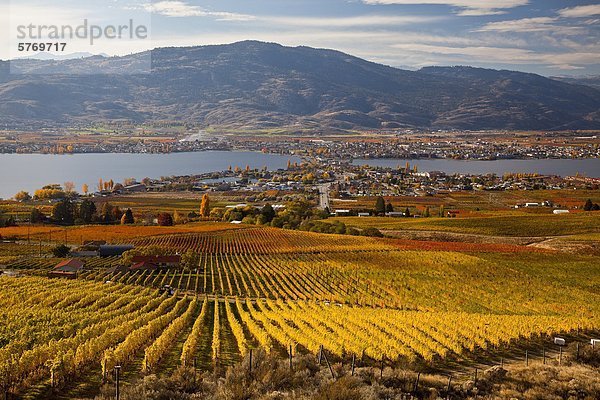 Weinberg in der Nähe von Osoyoos  Okanagan Valley  British Columbia  Kanada.