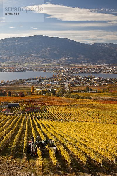 Ernten Trauben am Weinberg in der Nähe von Osoyoos  Okanagan Valley  British Columbia  Kanada.