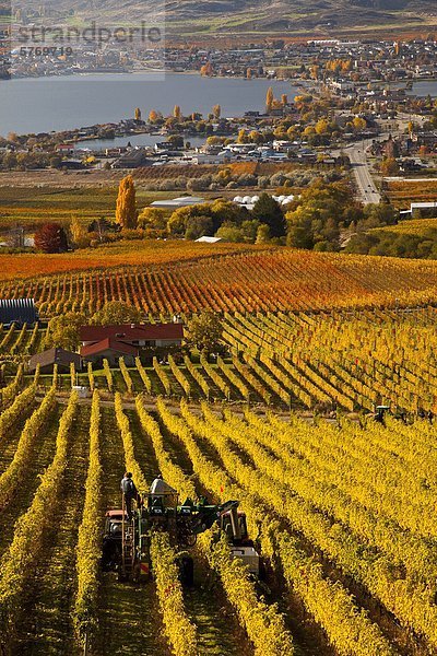 Ernten Trauben am Weinberg in der Nähe von Osoyoos  Okanagan Valley  British Columbia  Kanada.