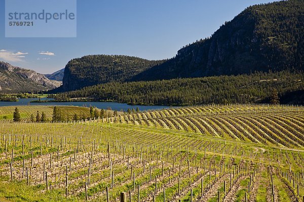 Weingut Berg Knospe blau spritzen Weinstock British Columbia Kanada