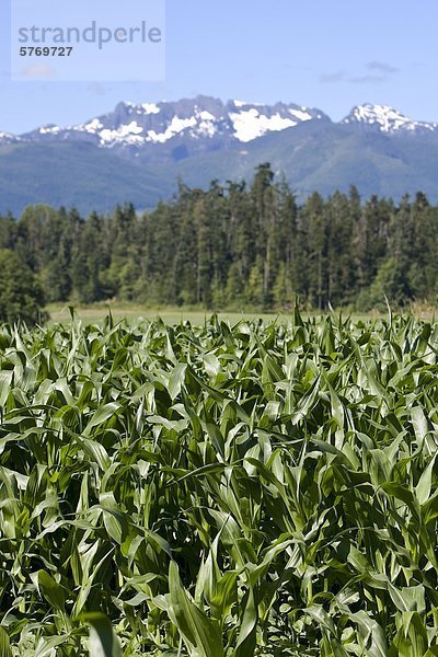Mais Zuckermais Kukuruz nahe Landschaftlich schön landschaftlich reizvoll Hintergrund Feld Coombs British Columbia British Columbia Kanada
