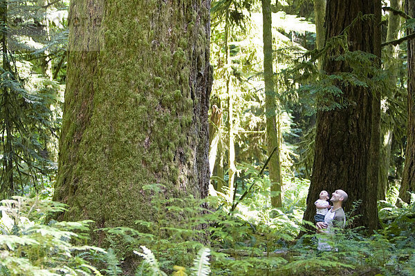 Ein Vater und Kind bewundern die großen Bäume des Cathedral Grove in der Nähe von Port Alberni  Cathedral Grove  zentrale Vancouver Island  British Columbia  Kanada.