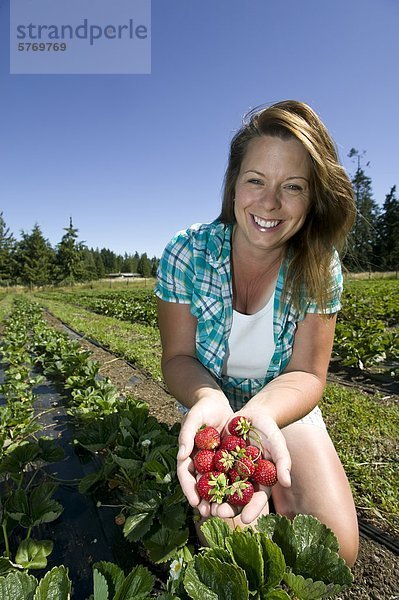 Erdbeeren frisch vom Feld in Silber Meadows Farm in der Nähe von Errington  Parksville  zentrale Vancouver Island  British Columbia  Kanada.