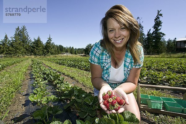 Erdbeeren frisch vom Feld in Silber Meadows Farm in der Nähe von Errington  Parksville  zentrale Vancouver Island  British Columbia  Kanada.