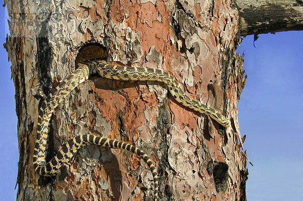 Gopher Snake (Pituophis Catenifer) Jagd in Spechthöhlen für Verschachtelung Vögel  Okanagan Valley  südlichen British Columbia  Kanada