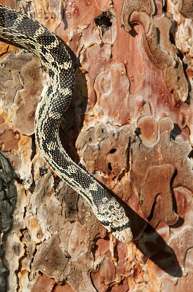 Gopher Snake (Pituophis Catenifer) Jagd in Spechthöhlen für Verschachtelung Vögel  Okanagan Valley  südlichen British Columbia  Kanada