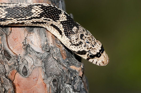 Gopher Snake (Pituophis Catenifer) Jagd in Spechthöhlen für Verschachtelung Vögel  Okanagan Valley  südlichen British Columbia  Kanada