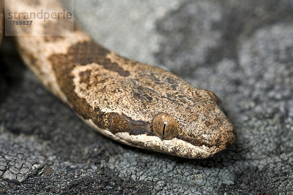 Nacht-Schlange (Hypsiglena Torquata)  Okanagan Valley  Britisch-Kolumbien  Kanada