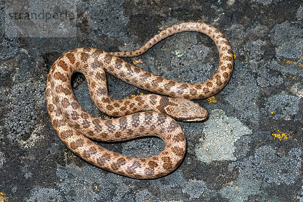 Nacht-Schlange (Hypsiglena Torquata)  Okanagan Valley  Britisch-Kolumbien  Kanada