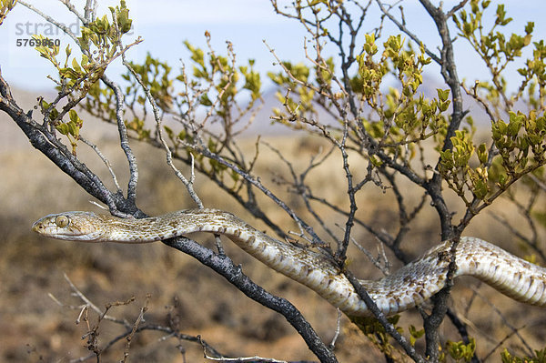 Westliche Lyra Schlange (Trimorphodon Biscutatus) Klettern an einer Kreosotbusch  Sonora-Wüste  südöstlichen Arizona  Vereinigte Staaten