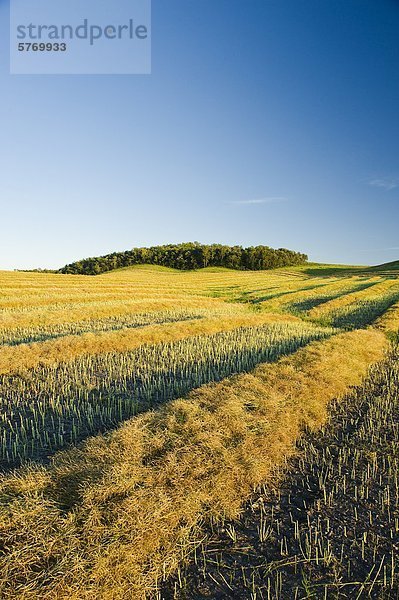 Raps-Schwaden  in der Nähe von Bruxelles  Manitoba  Kanada