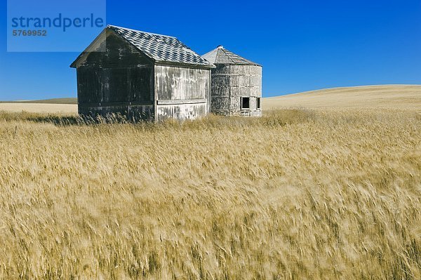 Verlassenen Getreide Lagerplätze im Weizenfeld nahe Minton  Saskatchewan  Kanada