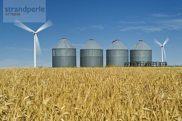 Windturbine Windrad Windräder Getreidesilo Getreide reifer Erwachsene reife Erwachsene Weizenfeld Kanada Leon Manitoba