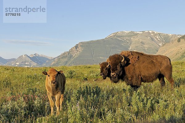 Ebenen Bisons (Bison Bison Bison) American Buffalo  Waterton Nationalpark  Alberta  Kanada