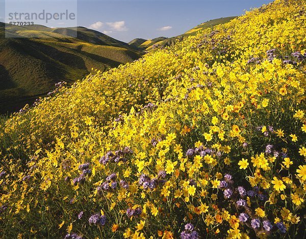 Wüste Sonnenblumen Inb Blüte  nahe McKittrick  Kern County  California  Vereinigte Staaten