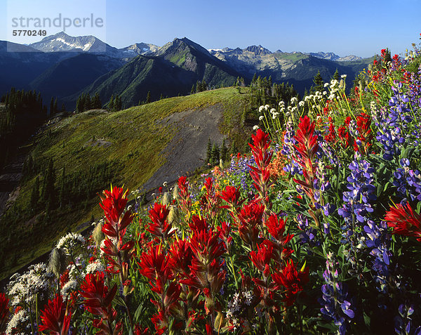 Selkirk Range alpine in Blüte  in der Nähe von Cody  British Columbia  Kanada