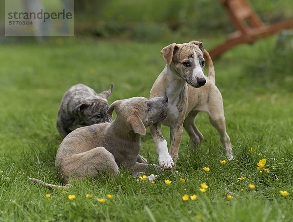 Drei junge Whippets auf einer Wiese