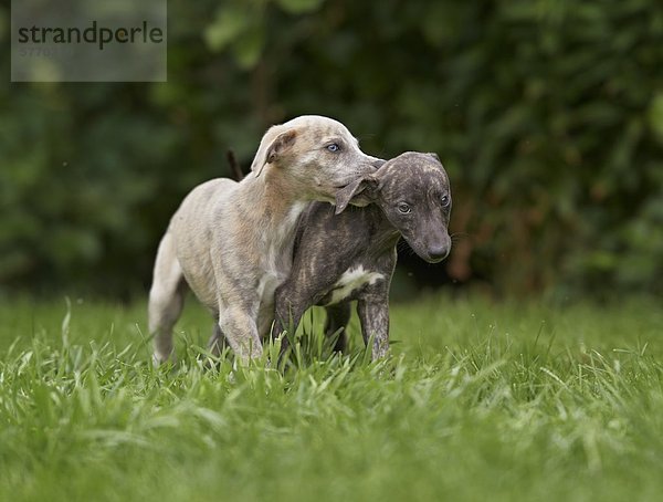 Zwei junge Whippets auf einer Wiese