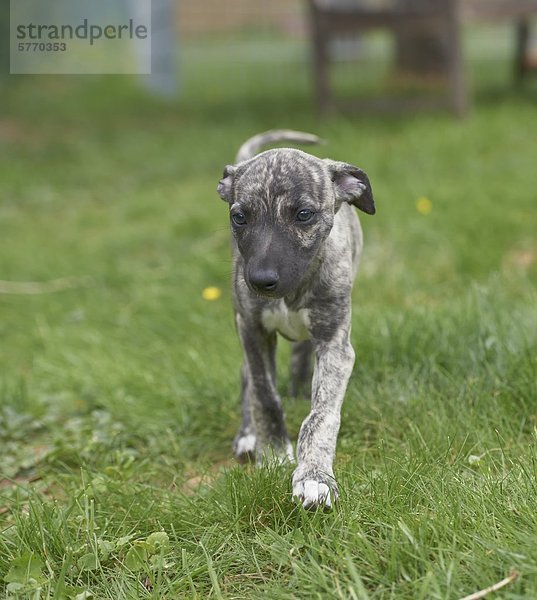 Junger Whippet läuft auf einer Wiese