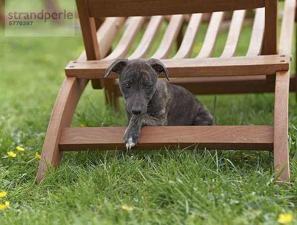 Junger Whippet an einem Liegestuhl