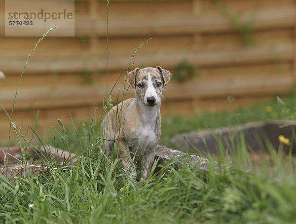 Junger Whippet sitzt auf einer Wiese