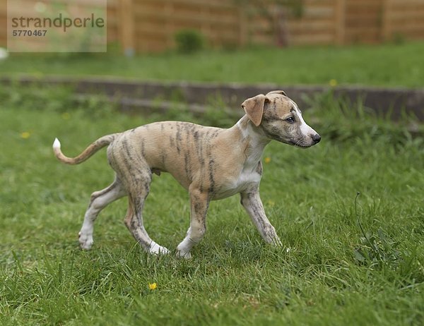 Junger Whippet geht auf einer Wiese