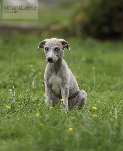 Junger Whippet sitzt auf einer Wiese