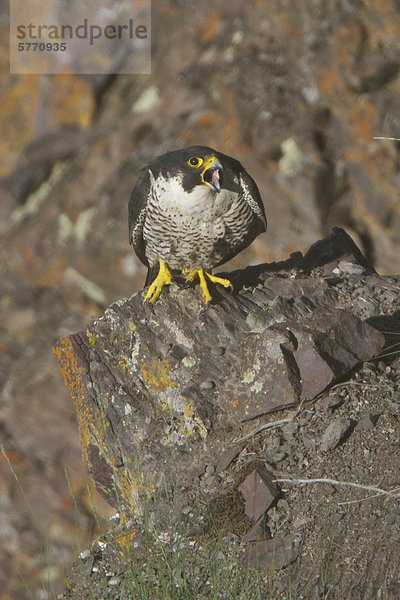 Wanderfalke (Falco Peregrinus) thront im Innern von British Columbia  Kanada.