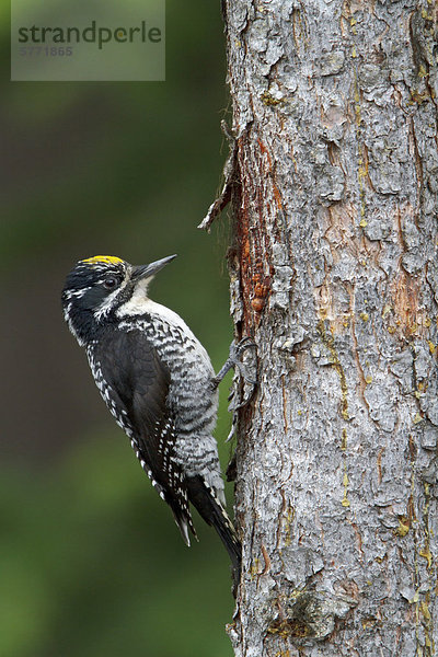 Amerikanische drei – Toed Woodpecker (Picoides Dorsalis) thront auf einem Zweig in der Okanagan Valley  British Columbia  Kanada.