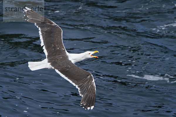 Große schwarz-unterstützte Möve (Larus Marinus) fliegen entlang der Küste von Neufundland  Kanada.
