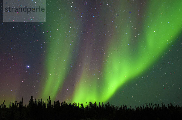 Aurora Borealis (Polarlichter)  borealen Wald  Umgebung von Yellowknife  Northwest Territories  Kanada