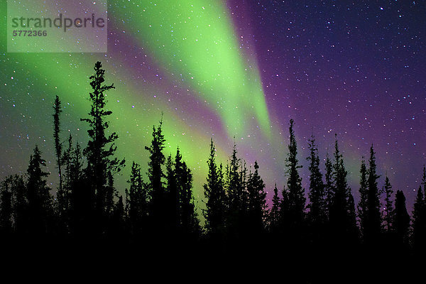 Aurora Borealis (Polarlichter)  borealen Wald  Umgebung von Yellowknife  Northwest Territories  Kanada