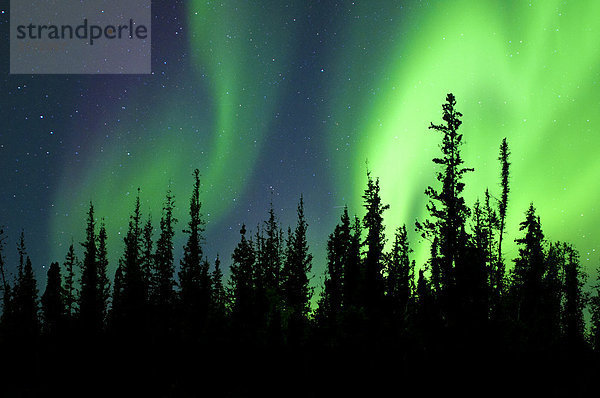 Aurora Borealis (Polarlichter)  borealen Wald  Umgebung von Yellowknife  Northwest Territories  Kanada