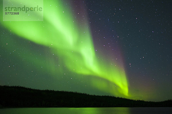 Aurora Borealis (Polarlichter)  borealen Wald  Umgebung von Yellowknife  Northwest Territories  Kanada